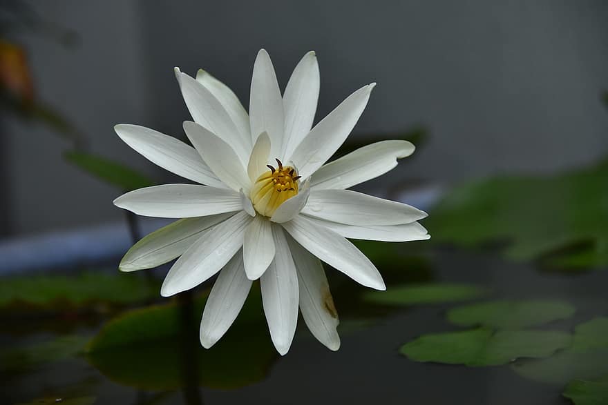 roślina, kwiat, Lilia wodna, biały kwiat, płatki, kwitnąć, roślina kwitnąca, roślina wodna, flora, Natura