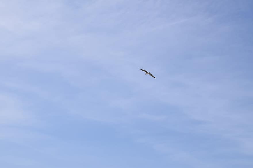 pasăre, pescăruş de mare, cer, nori, chiclana de la frontera, cadiz, Spania