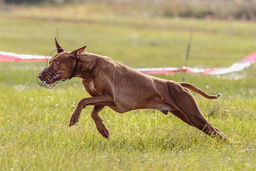 cão, corrida, parque, cão de caça, animal, mamífero, cão doméstico, ativo, procriar, concorrência, correndo