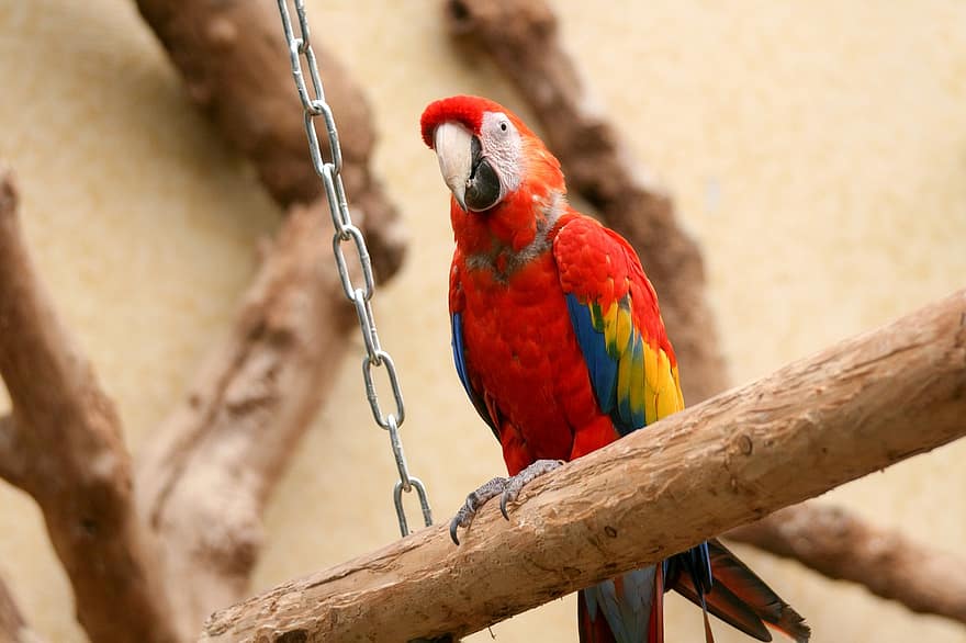 ara, fugl, Zoo, scarlet macaw, dyr, dyreliv