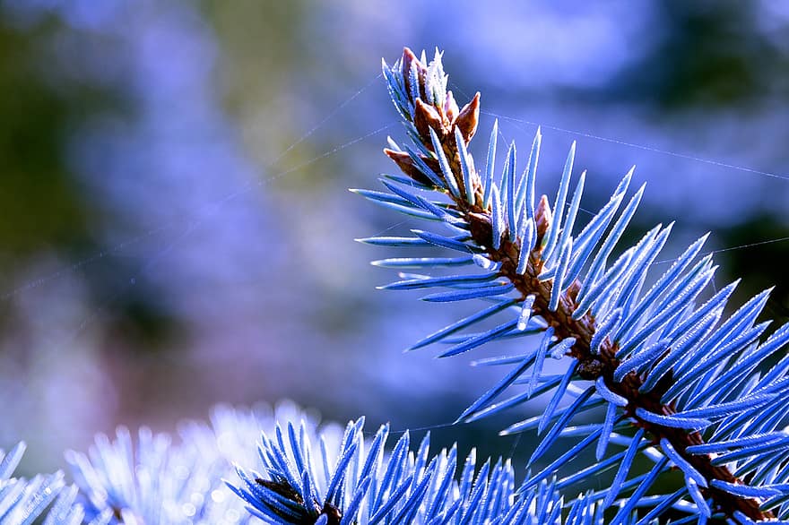 árbol, rama, congelado, escarcha, árbol de Navidad, Navidad, invierno, vacaciones, adviento, naturaleza, bosque