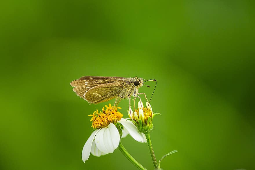 Swift de marca petita, papallona, insecte, flor, ales, planta, jardí, naturalesa, primer pla, macro, color verd