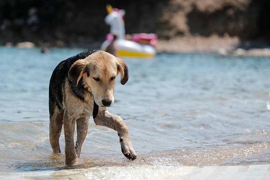 Pes, pláž, domácí zvíře, písek, štěně, moře, zvíře, psí, pobřeží, písečná pláž, Příroda