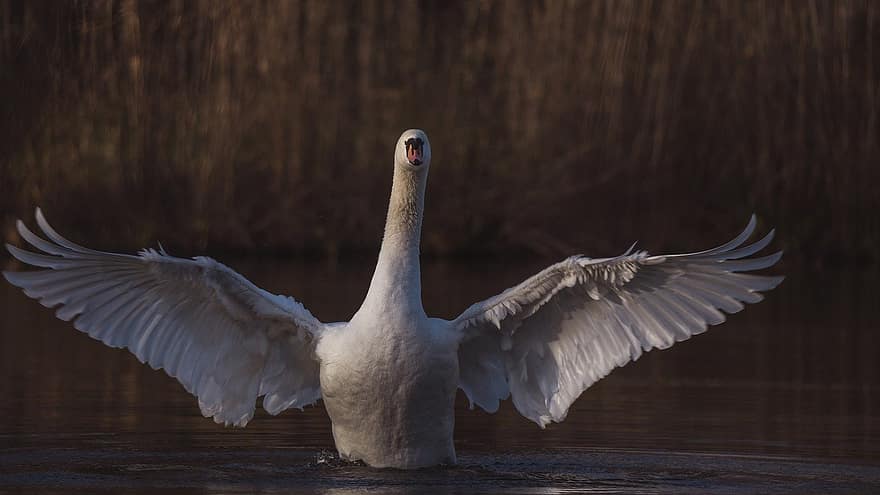 Swan, Wings, Bird, Lake, Water, Reflection, feather, beak, animals in the wild, flying, pond
