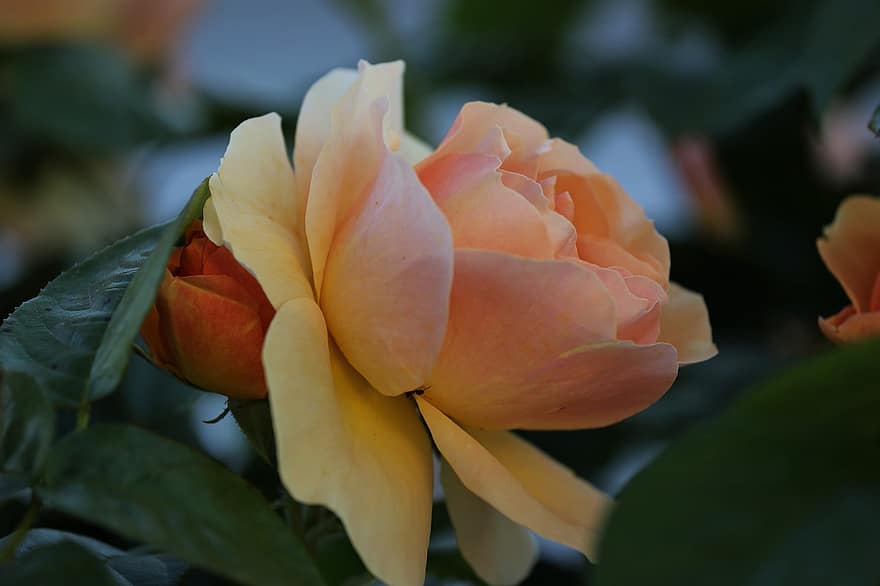 gul orange rose, blomst, plante, kronblade, flor, flora, natur, blad, tæt på, blomsterhoved, kronblad