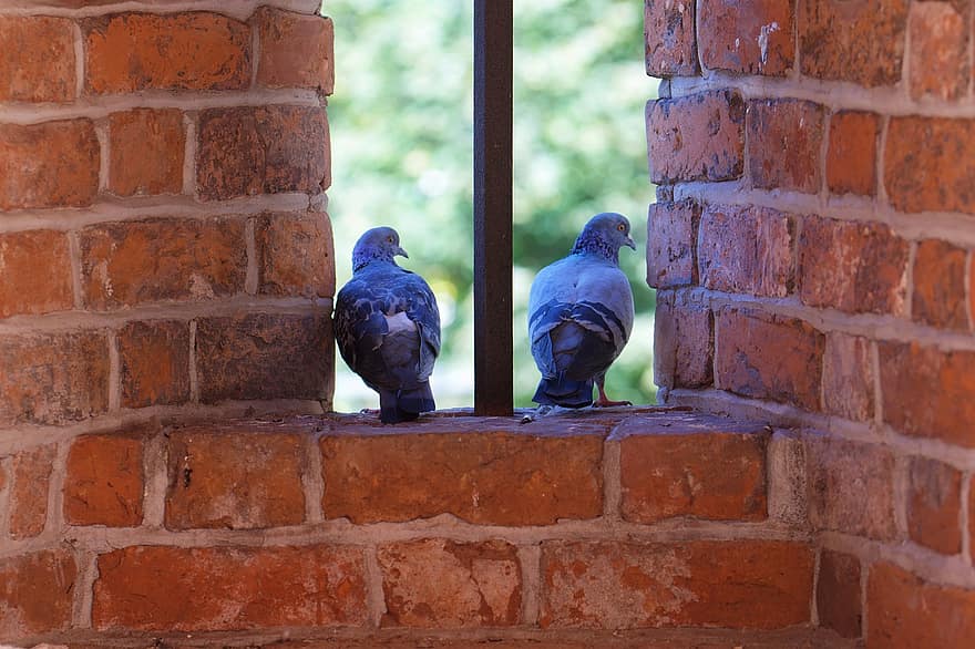 голуби, птицы, стена, животные, окно, кирпич, кирпичная стена, старый