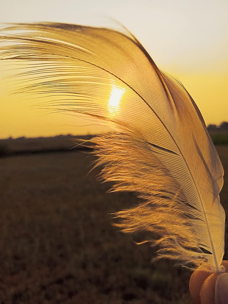 plumas de aves, plumas, Puesta de sol con amarillo, Maravillosa puesta de sol