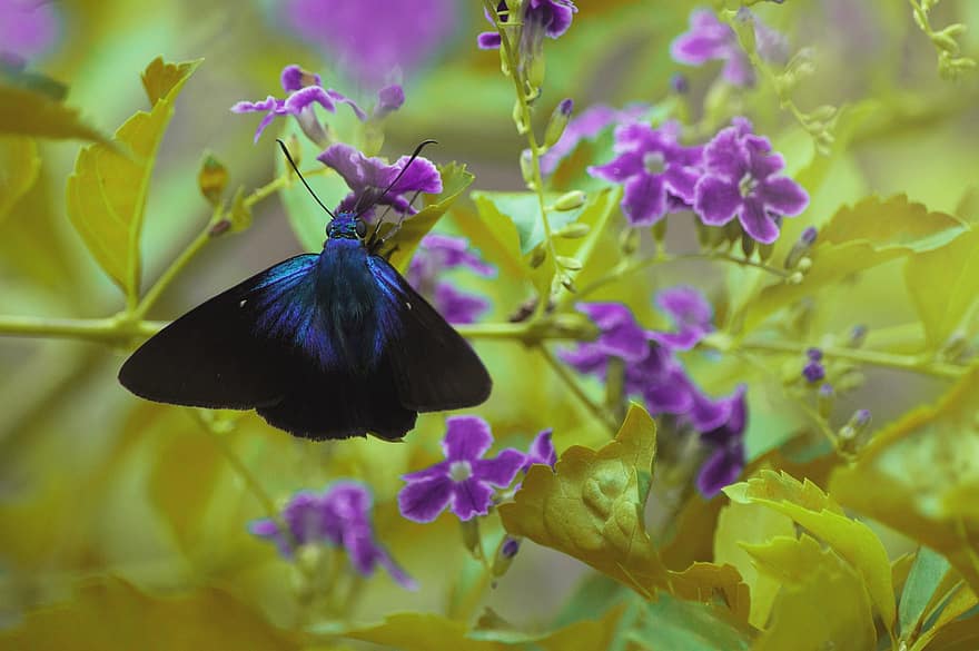 borboleta, flor, cores, natureza, azul, colorida, flores, panorama, relaxante