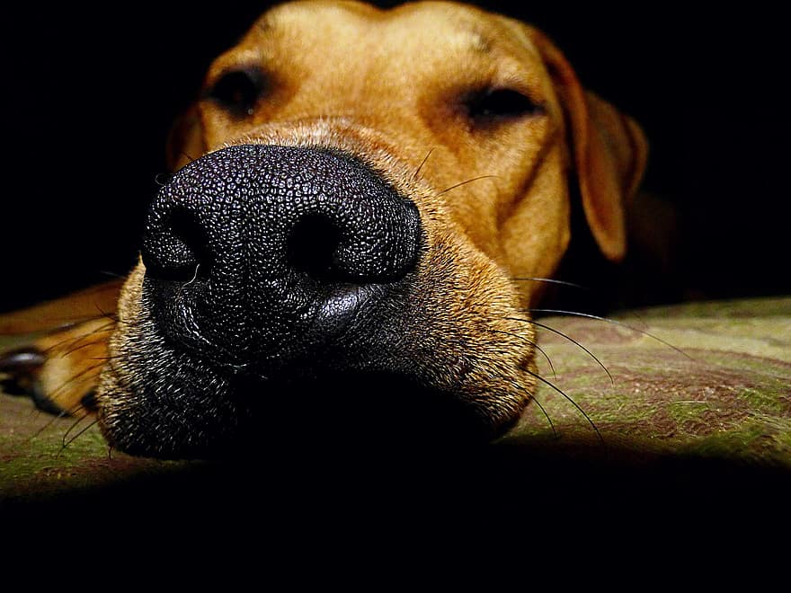 hund, valp, kjæledyr, søt, sover, nese, ansikt, canine, rasehunden, husdyr, nærbilde
