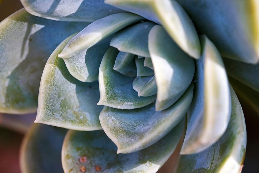 echeveria, succulento, pianta, rosa del deserto, Rosette Succulente, natura