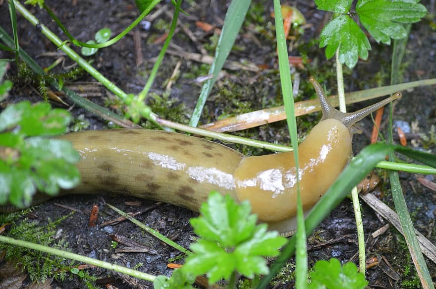 slug, mol·lusc, llimac de banana, espècies, primer pla, color verd, viscós, animals a la natura, rastreig, full, herba