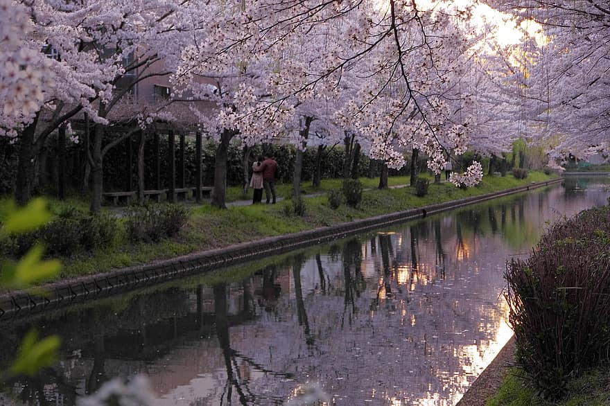 池、さくら、夕暮れ、桜の花、花、フラワーズ、パーク、春、水、反射