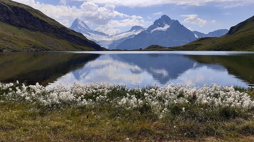 Suiza, Oberland bernés, bachalpsee, Grindelwald, hierba de algodón, Schreckhorn, montaña, lago, panorama, Alpes, efecto espejo