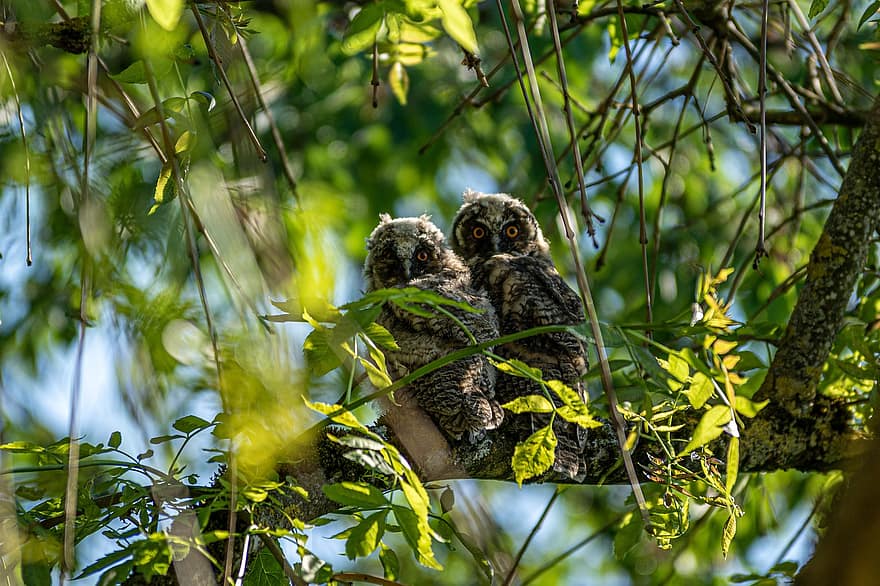 Long-eared Owls, Owls, Birds, Animals, Young Birds, Bird Of Prey, Raptor, Wildlife, Leaves, Perched, Branches