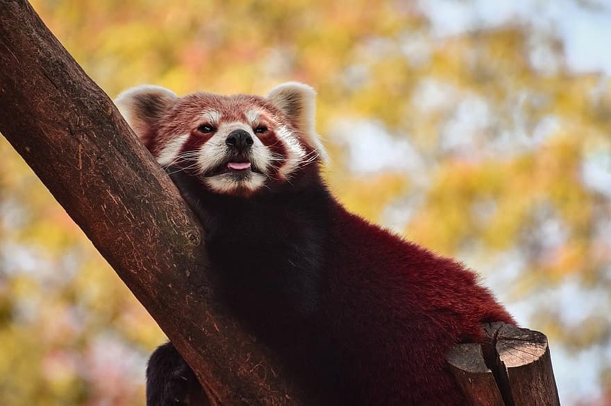 sarkana Panda, dzīvnieku, zīdītāju, ailurus fulgens, mazāka panda, plēsējs, filiāle, zooloģiskais dārzs, gudrs, mežs, dzīvniekiem savvaļā