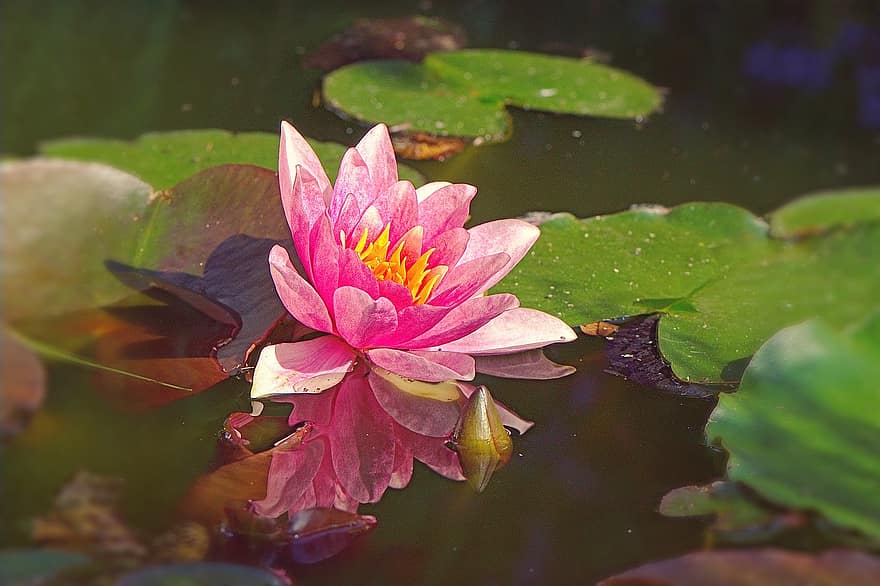 Blossom, Bloom, Red, Pink, Water Lily, Aquatic Plant, Water, Garden, Beautiful, Summer, Romantic