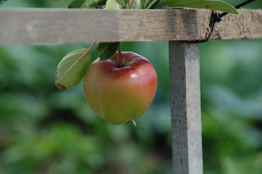 林檎、成長、自然、庭園、割当、自体、成長している、果物、健康、フード