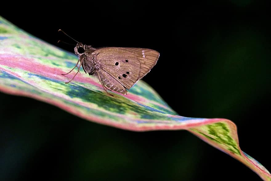 крихітний метелик, метелик, дикої природи, природи, комаха, шкіпер