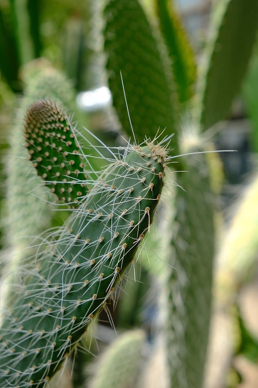 cactus, doorn, plant in bloempot, fabriek, natuur, detailopname, groene kleur, blad, plantkunde, vetplant, groei