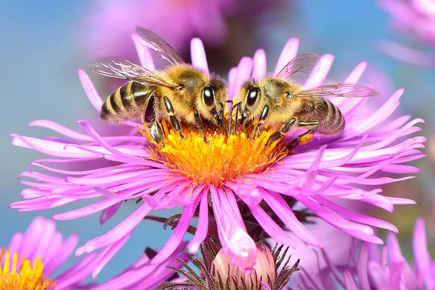 abelhas, polinização, flor, Flor, macro, inseto, entomologia, áster, natureza, herbstaster, abelha