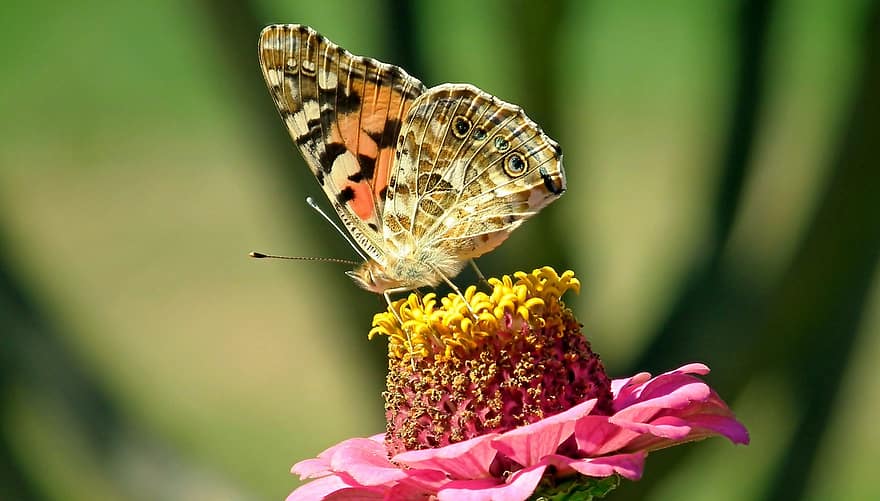пеперуда, цвете, опрашване, ентомология, насекомо, циния, крила, едър план, многоцветни, макро, лято