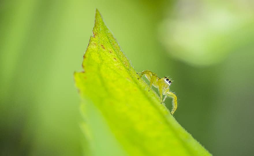 edderkop, arachnid, dyr, Lyssomanes Viridis, blad, plante, dyreliv, natur, grøn, tæt på, grøn farve