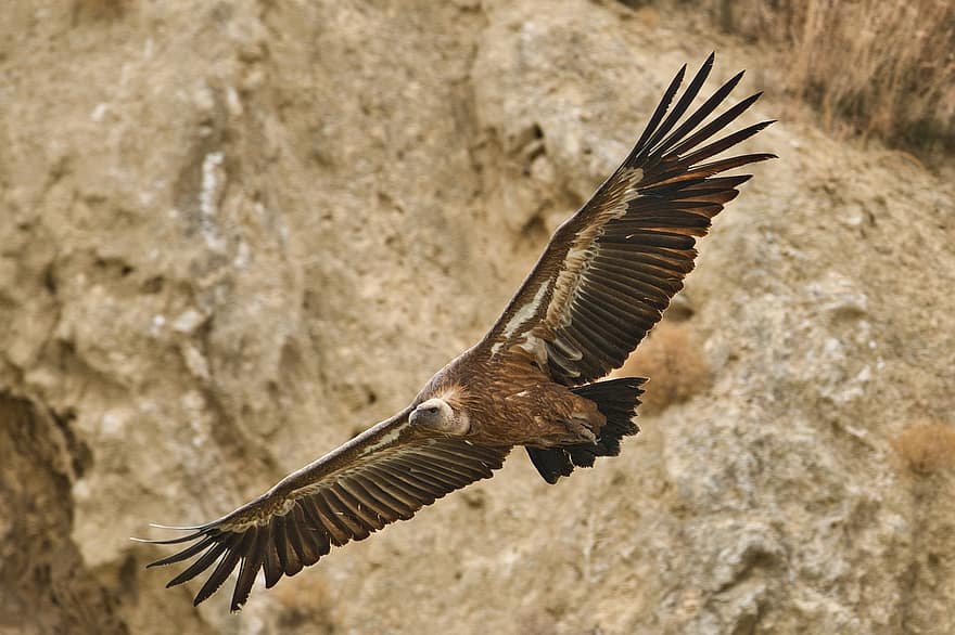 vautour, oiseau, en volant, animal, oiseau de proie, prédateur, faune, vol