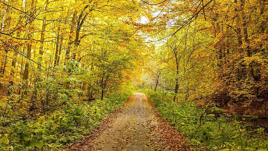 jesień, las, szlak, Natura, Las, krajobraz, drzewa, ścieżka