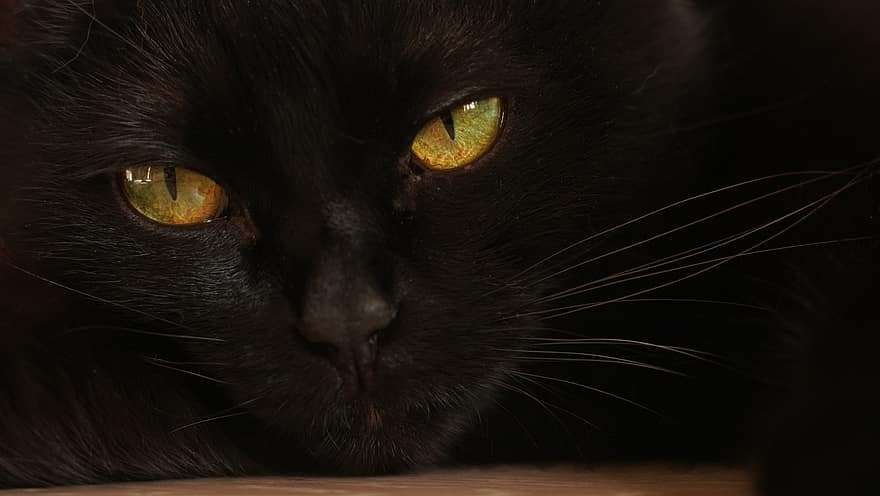 Чорна кішка, кішка, котячих, домашня тварина, домашня кішка, впритул, домашні тварини, милий, око тварин, дивлячись, вуса