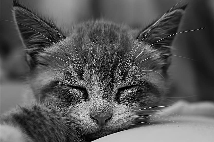 고양이, 고양이 새끼, 동물, 착한 애, 국내 고양이, 젊은 고양이, 고양이 같은, 포유 동물, 홀딱 반할 만한, 귀엽다, 자고있는