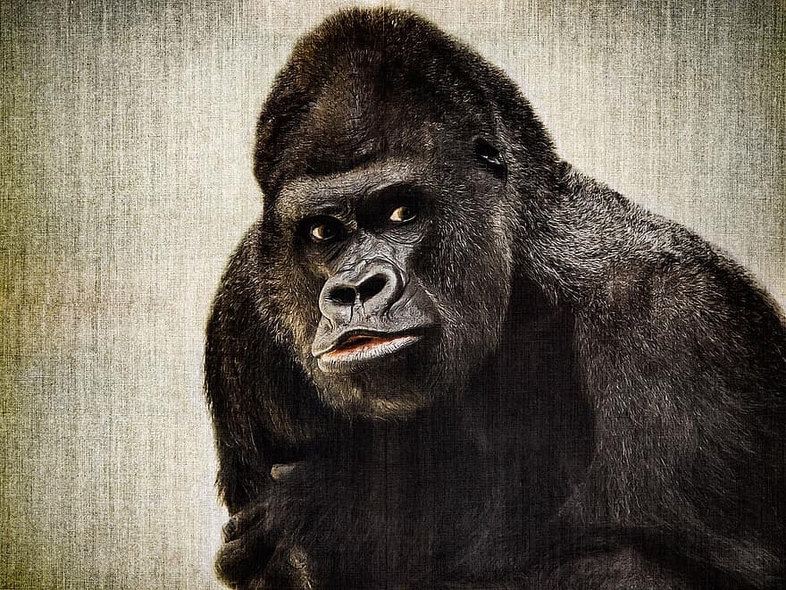 gorilla, primat, apa, däggdjur, silver~~POS=TRUNC, djur-, vilda djur och växter, Zoo, natur, utsatt för fara, ansikte