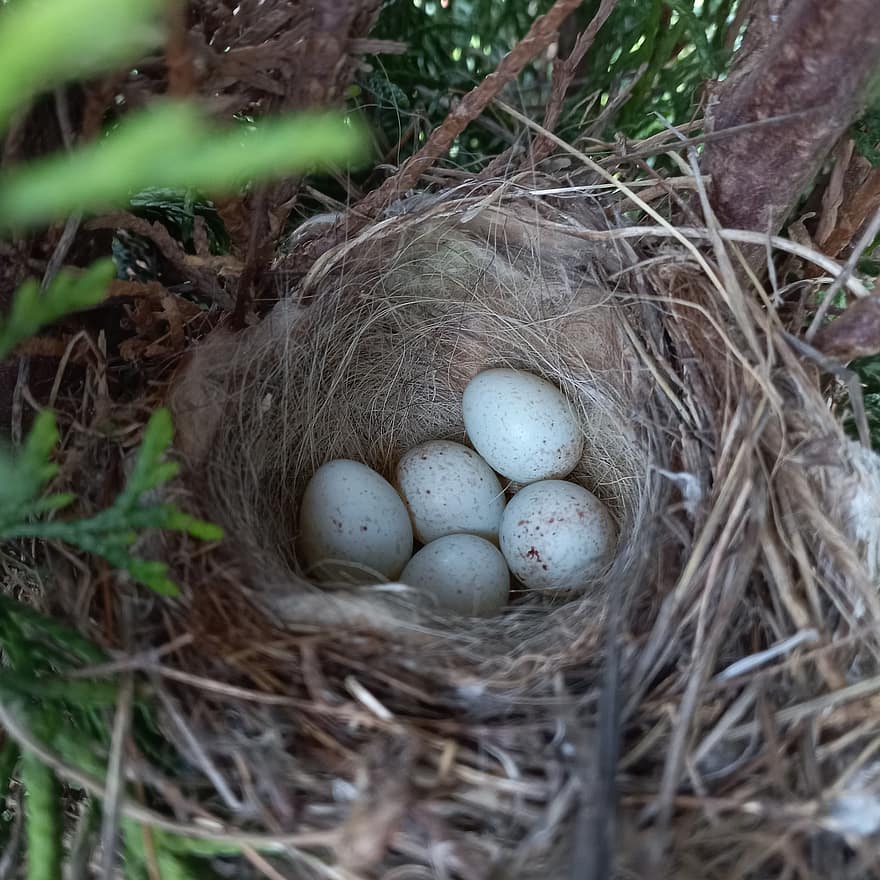 Eggs, Nest, Birds, Bird's Nest, Habitat, Biotope, Forest