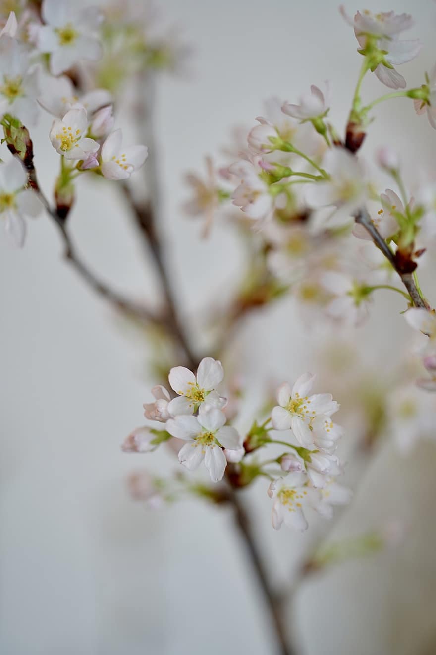 cseresznye virágok, fehér virágok, Sakura, tavaszi, virágok, tavasz, közelkép, virág, ág, növény, frissesség