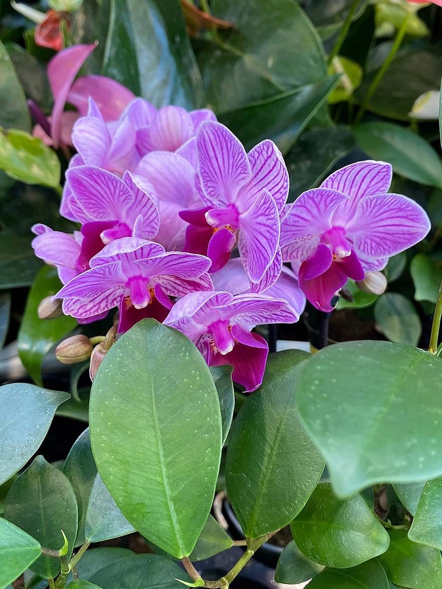 orquídeas mariposa, Flores moradas, jardín, naturaleza