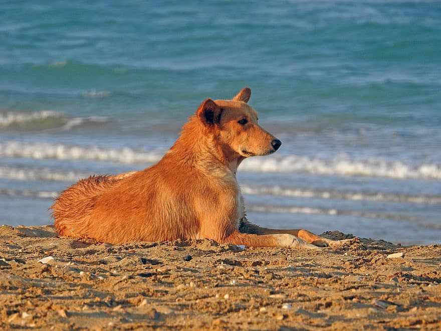 собака, домашнее животное, пляж, море, милый, щенок, собачий, пасти, колли, ретривера, песок