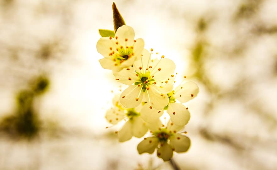 sakura, bloemen, kersenbloesems, witte bloemblaadjes, bloemblaadjes, bloeien, bloesem, flora, lente bloemen, natuur, bloem