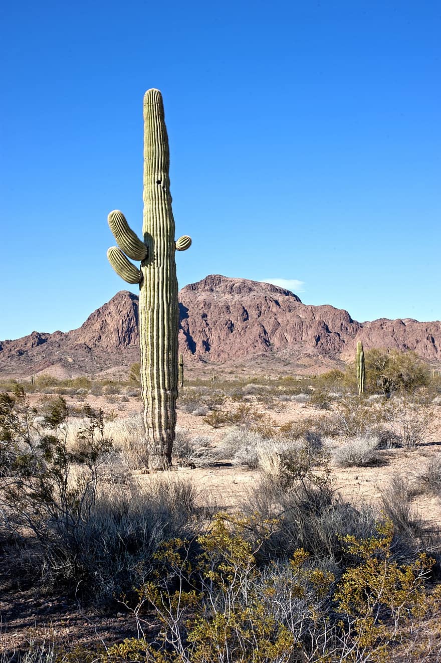 kaktusas, arizona, sonoros dykuma, saguaro, į pietvakarius, kelionė, kraštovaizdį, smėlis, sausas, kalnas, ekstremalus reljefas