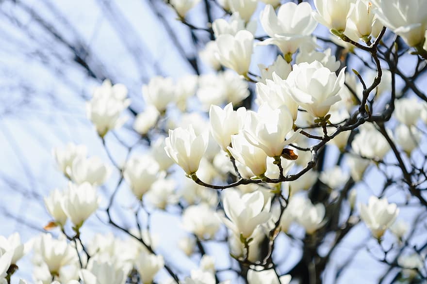 fiori, magnolia, fioritura, fiorire, natura, Giappone, paesaggio, bianca, fiore, pianta, primavera