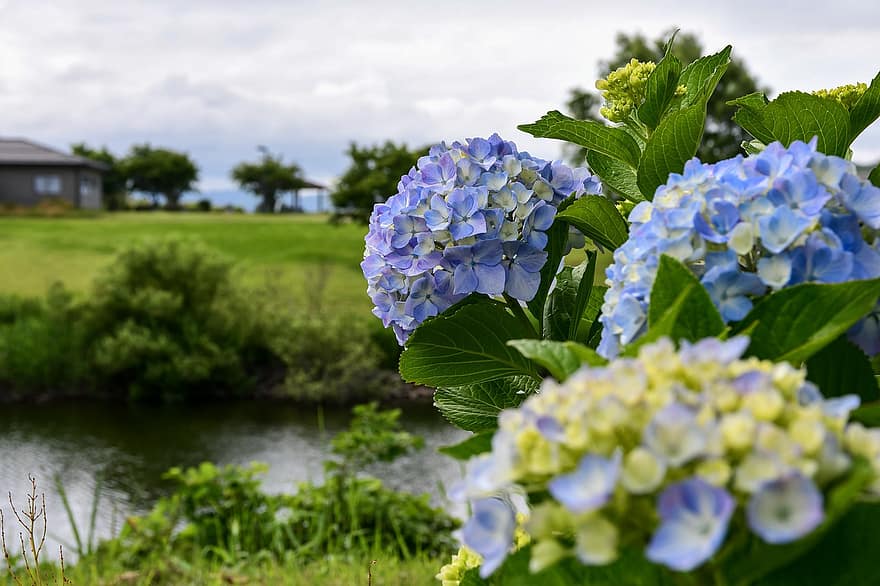flori, hortensie, flori albastre, petale, a inflori, inflori, floră, natură
