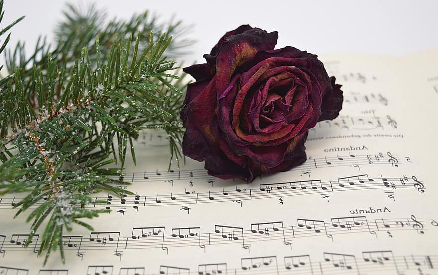 цветок, Роза, сухой цветок, дневник учителя, ноутбук, Красная роза, сухой, рождественская музыка, еловые ветки, Рождественское время, песни