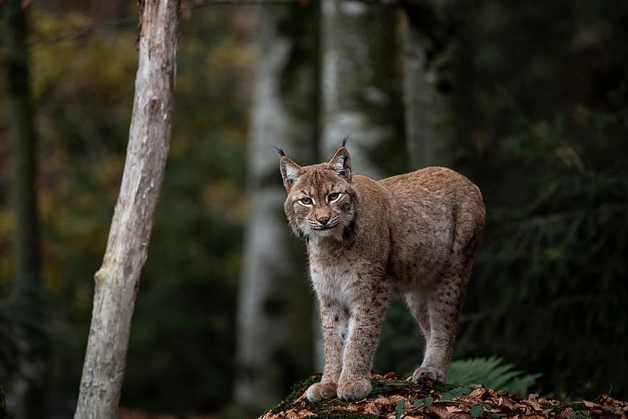 Lynx, chat sauvage, félin, mammifère, forêt, faune