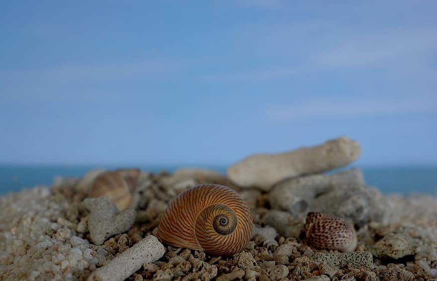Cone Shell, korall, strand, homok, nyári, tengerpart, állati héj, közelkép, vakáció, víz, kék