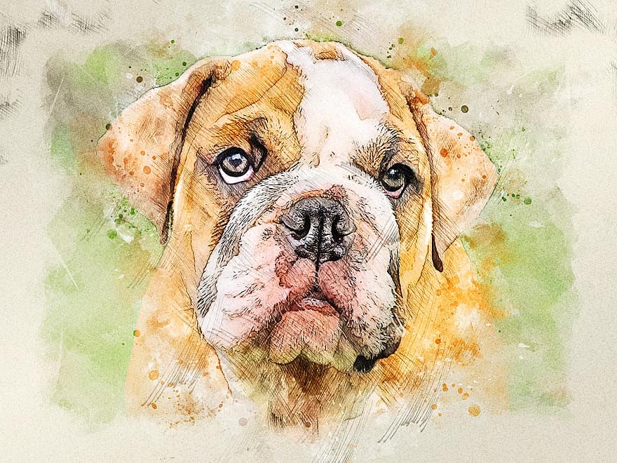 engelsk bulldogg, hund, fotokonst, bulldogg, djur-, däggdjur, valp, ansikte, huvud, söt, porträtt