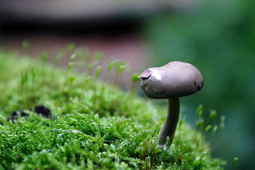 houba, houby, výtrus, houba na mytí, mykologie, divoká houba, lesní půda, les, Příroda, makro, lesní houby