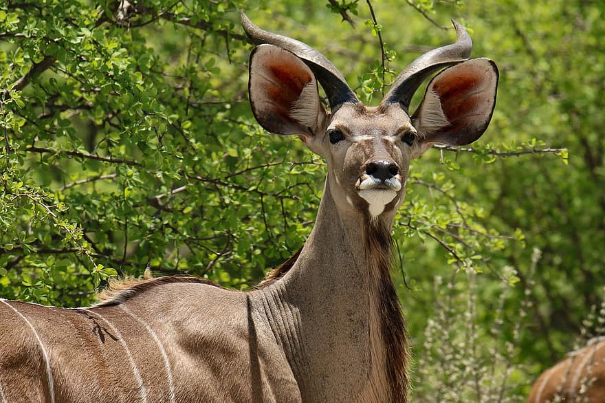 kudu, chifres, listras, Antílope Masculino, orelhas, mamífero, animais em estado selvagem, África, com chifres, animais de safári, grama