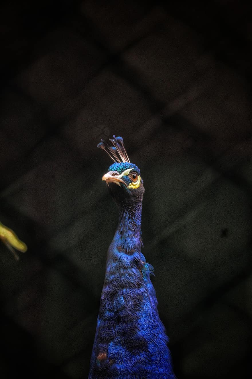 pájaro, pico, plumas, plumaje, animal, pluma, multi color, azul, de cerca, animales en la naturaleza, cabeza de animal