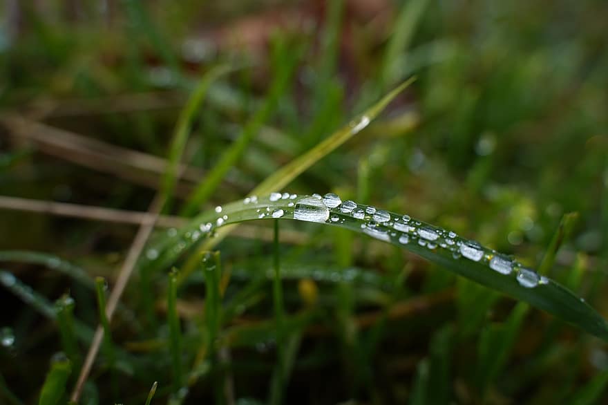 Dewdrop, Grass, Nature, Meadow, Macro, Botany, Growth
