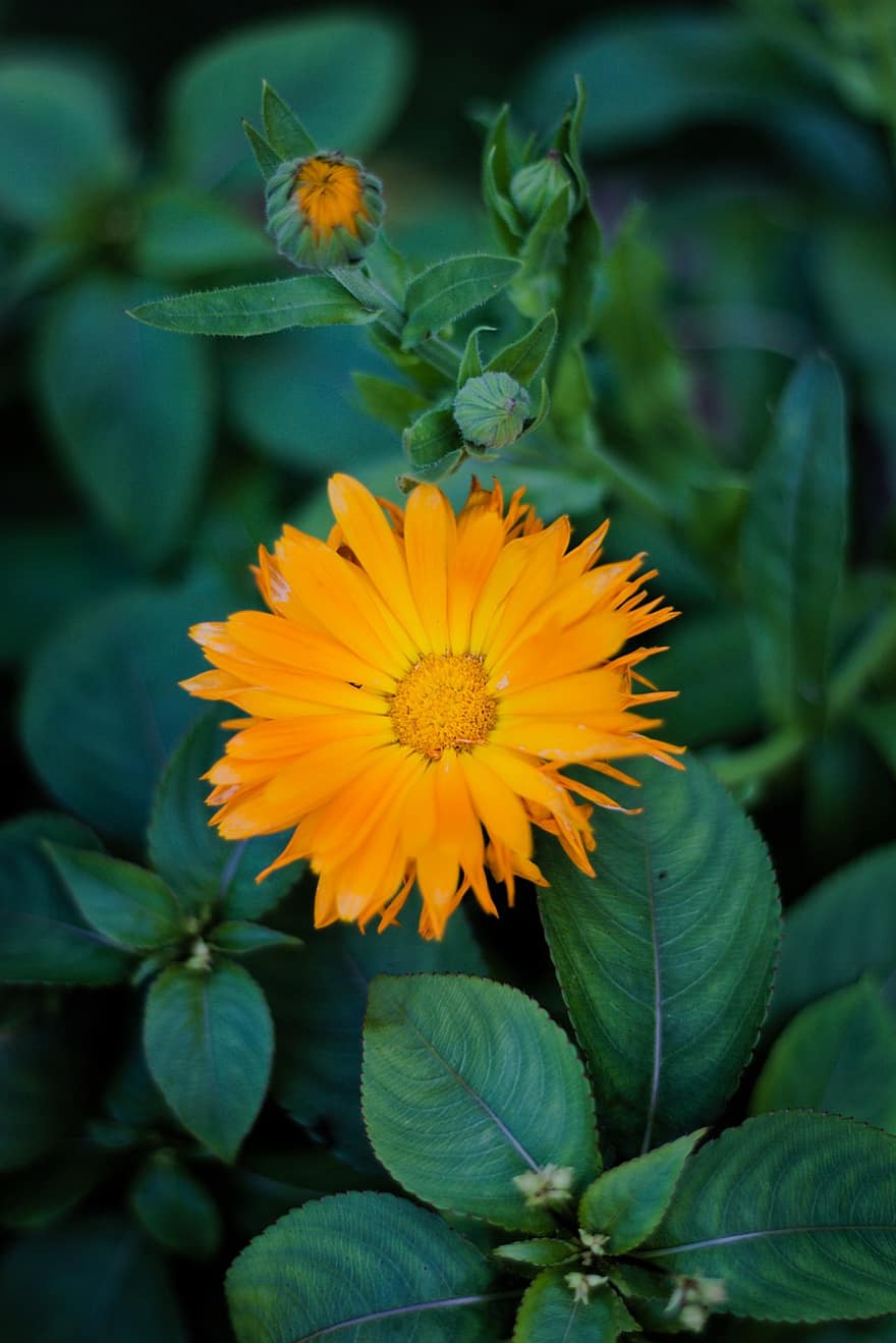 цветок, оранжевый цветок, сад, природа, завод, крупный план, летом, лист, зеленого цвета, желтый, лепесток