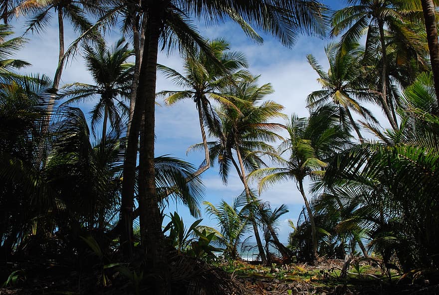 palmės, atogrąžų saloje, papludimys, kraštovaizdį