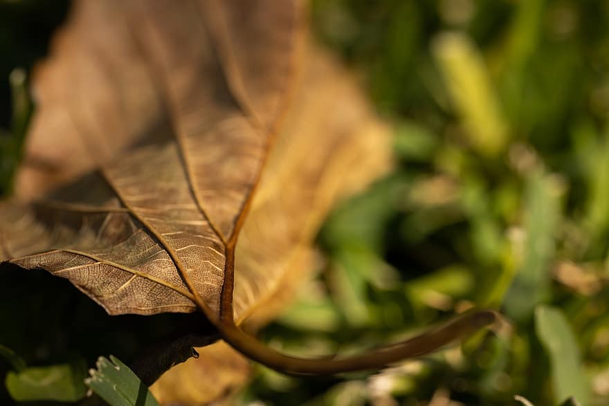 лист, сухой, падать, осень, высушенный лист, упавший лист, природа, время года, макрос